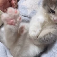 爪切りを見ている仰向けになった子猫