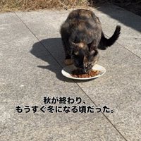 ごはんを食べる猫