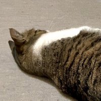 背中を向けて寝転ぶ猫の上半身