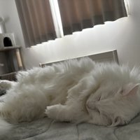 ベッドの上で眠る猫