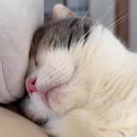 おでこをクッションにつけて寝ている猫