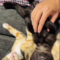 寄り添って寝転がる三毛猫と黒猫