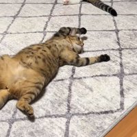 大の字で休憩する猫