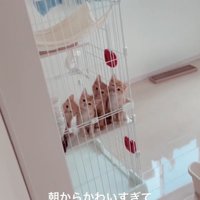4匹の子猫