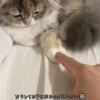 人の指を触っている猫