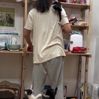 人間に登る子猫たち