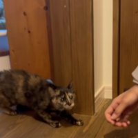 緊張してしっぽがふくらんでいる猫