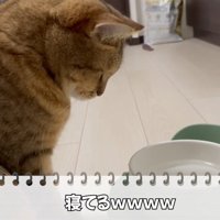 水飲みの前にいる猫