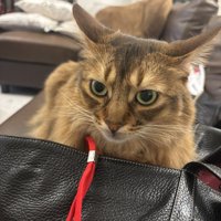 かばんのそばで飼い主をジッと見つめる猫