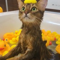 湯船に浸かっている猫