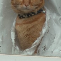 カーテンを破って顔を出す猫2