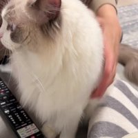 抱っこされる猫