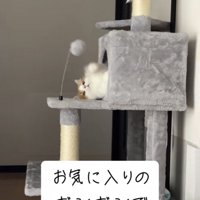 ボンボン付きのおもちゃで遊ぶマンチカン