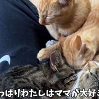 膝の上に集まる母子猫