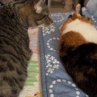 寝ている猫に近づく猫