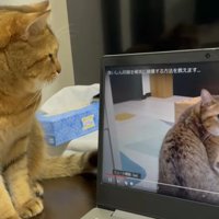 みにらくんと動画のみにらくん