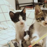 おもちゃに前足を伸ばす2匹の子猫