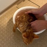 子猫から汚れが