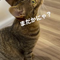 時計を見上げるキジトラ猫