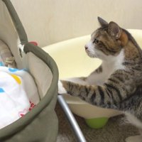 ベビーベッドを覗き込む猫