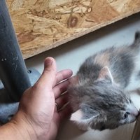 投稿主さんの手の近くへ寄っていく子猫