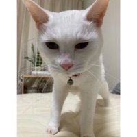 室内にいる猫