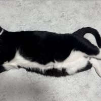 大きくなった猫