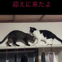 迎えに来た猫