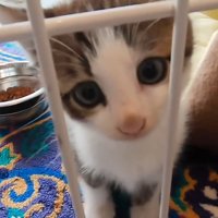 ケージの中にいる子猫