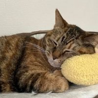 室内にいる猫