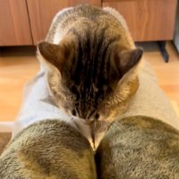 俯く猫
