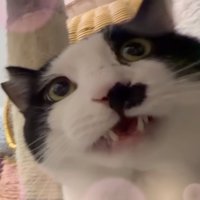 フレーメンするケンシロウ