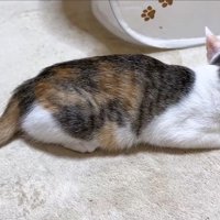 固まるリミちゃん