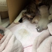 授乳中の猫と毛布に包まれた子猫