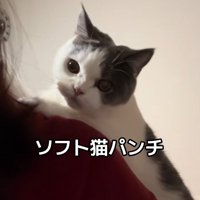 飼い主の背中の上にのぼって猫パンチする猫