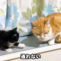 テロップ「通れない」