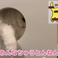 飼い主さんの手を叩いて嫌がるつくしちゃん