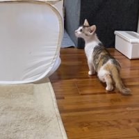 へっぴり腰のリミちゃん