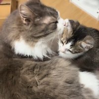 毛づくろいされる子猫