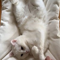 猫の手を触る飼い主