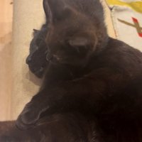 先住猫さんに寄り添って座るちこちゃん