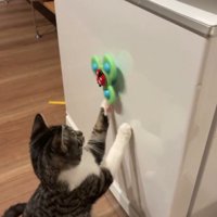 左手でおもちゃの動きを止める猫