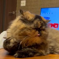 猫が舌を出して右手が顔の横で通る様子