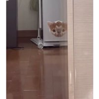 室内にいる猫