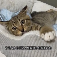 猫ベッドで横になる子猫