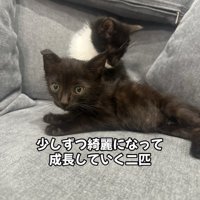 座っている2匹の子猫