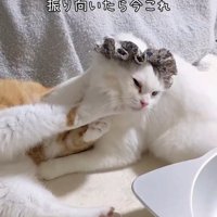 顔を蹴られる猫