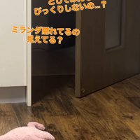 ドアの向こうを歩き回る三毛猫