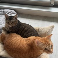 一つのクッションを使う2匹の猫