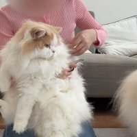ポテチくんを見るレモンくん